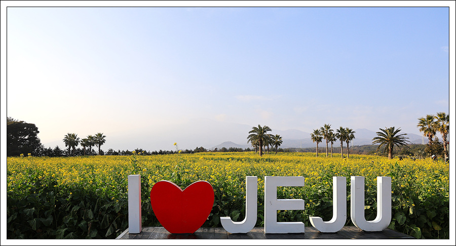 휴애리 유채2.jpg