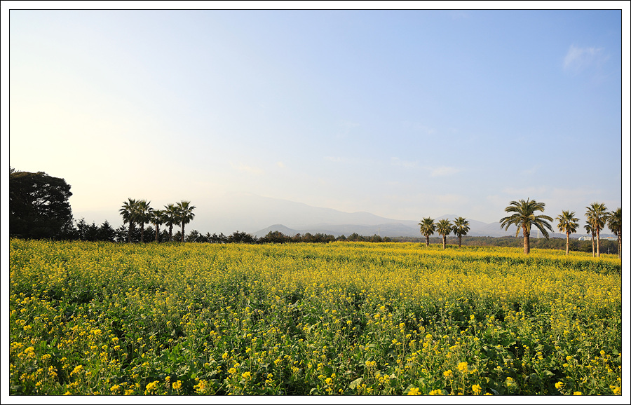 휴애리 유채.jpg