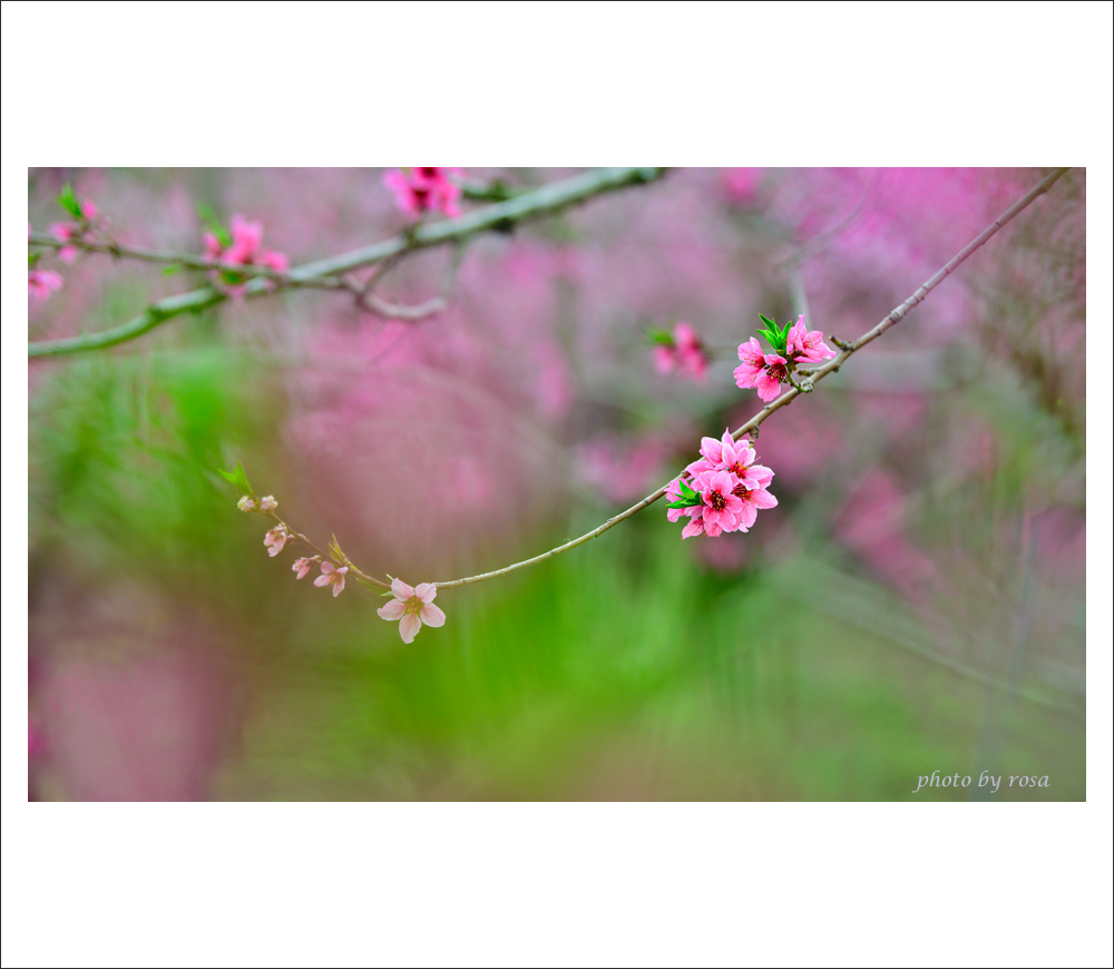 DSC_7330 감곡면 복사꽃.jpg