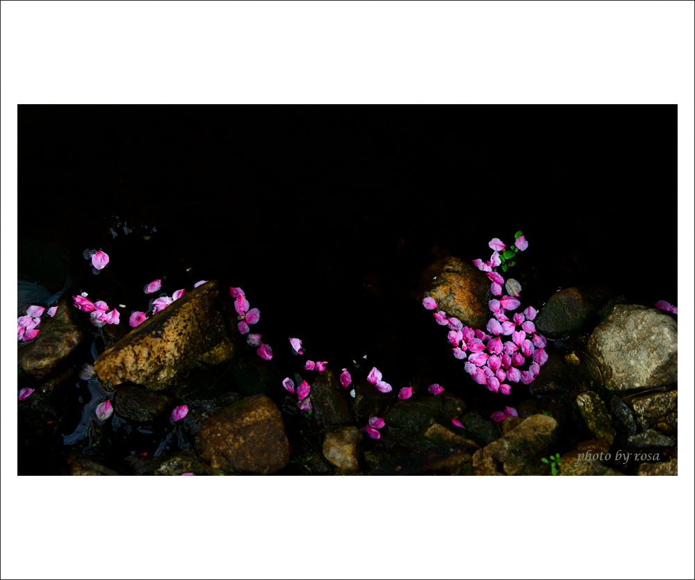 DSC_7314_감곡면 복사꽃 복사.jpg