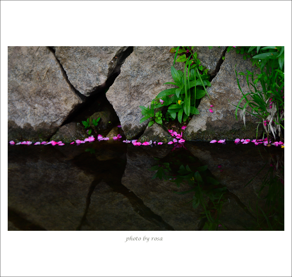 DSC_7305_감곡면 복사꽃.jpg