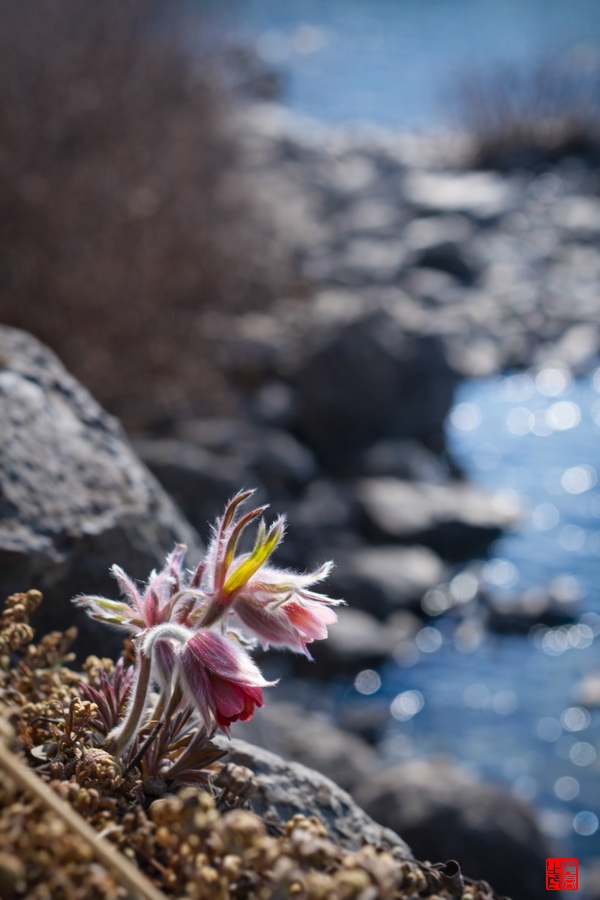 동강 할미꽃 900x600.jpg