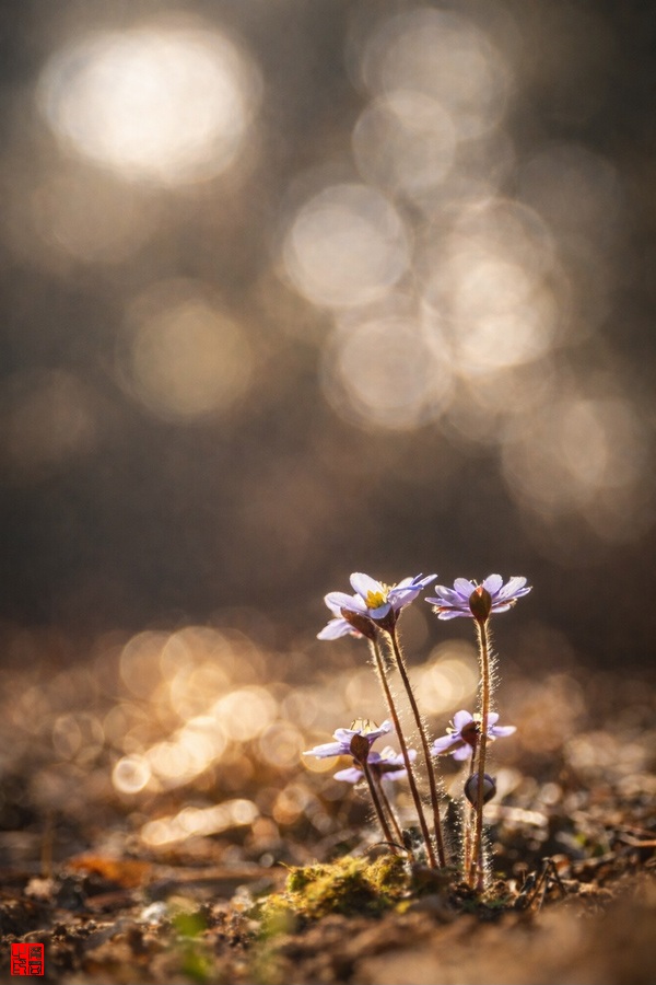 노루귀 900x600.jpg