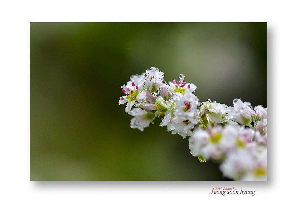 _dsc3171r.jpg