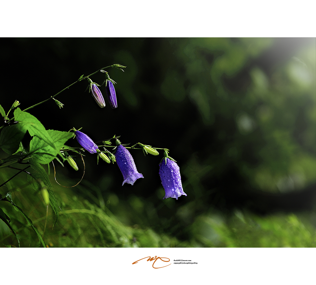 _SMJ9200_00001-4.jpg