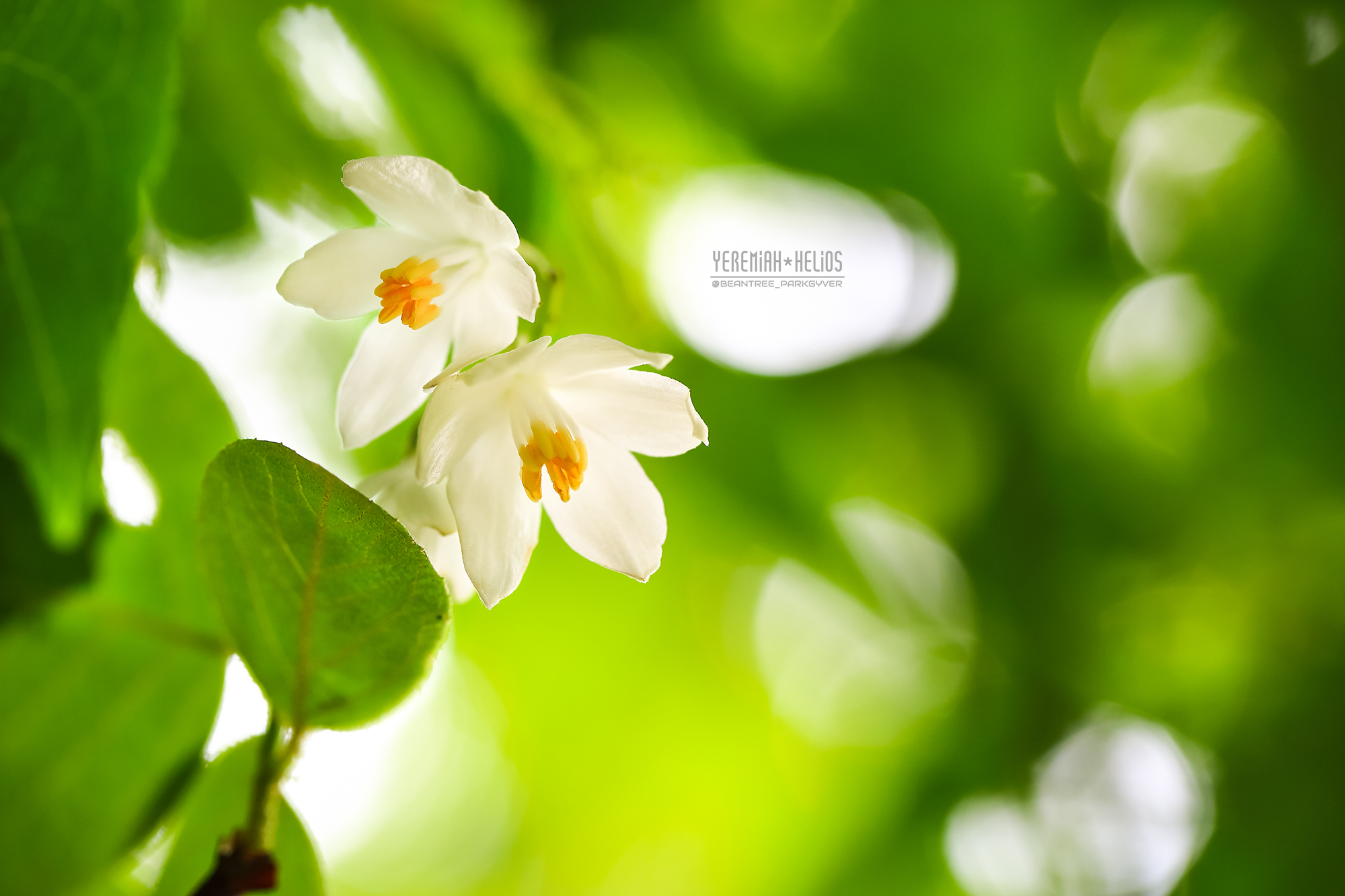 beantree20180513_2152(YH)2000.jpg