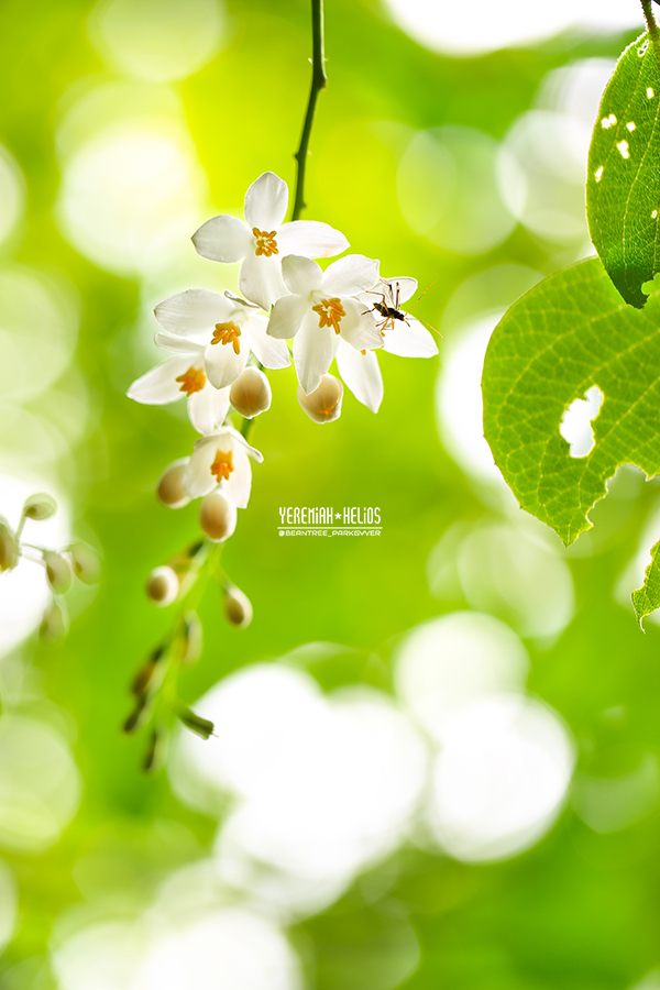 beantree180513_2195(YH)900.jpg