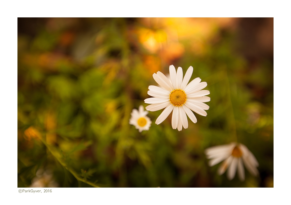 parkgyver_20161003_0086_feel_.jpg