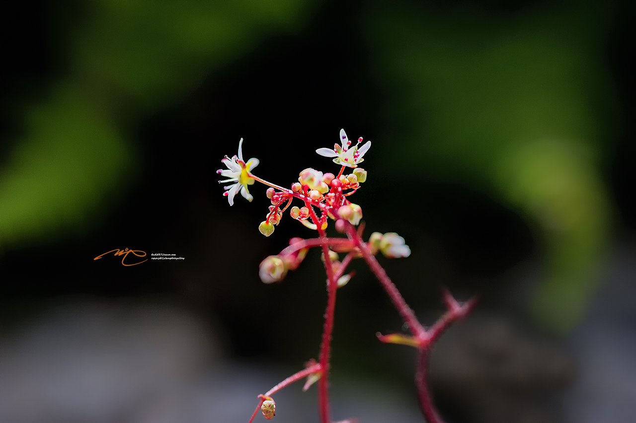 _SMJ1651_00001-3.jpg