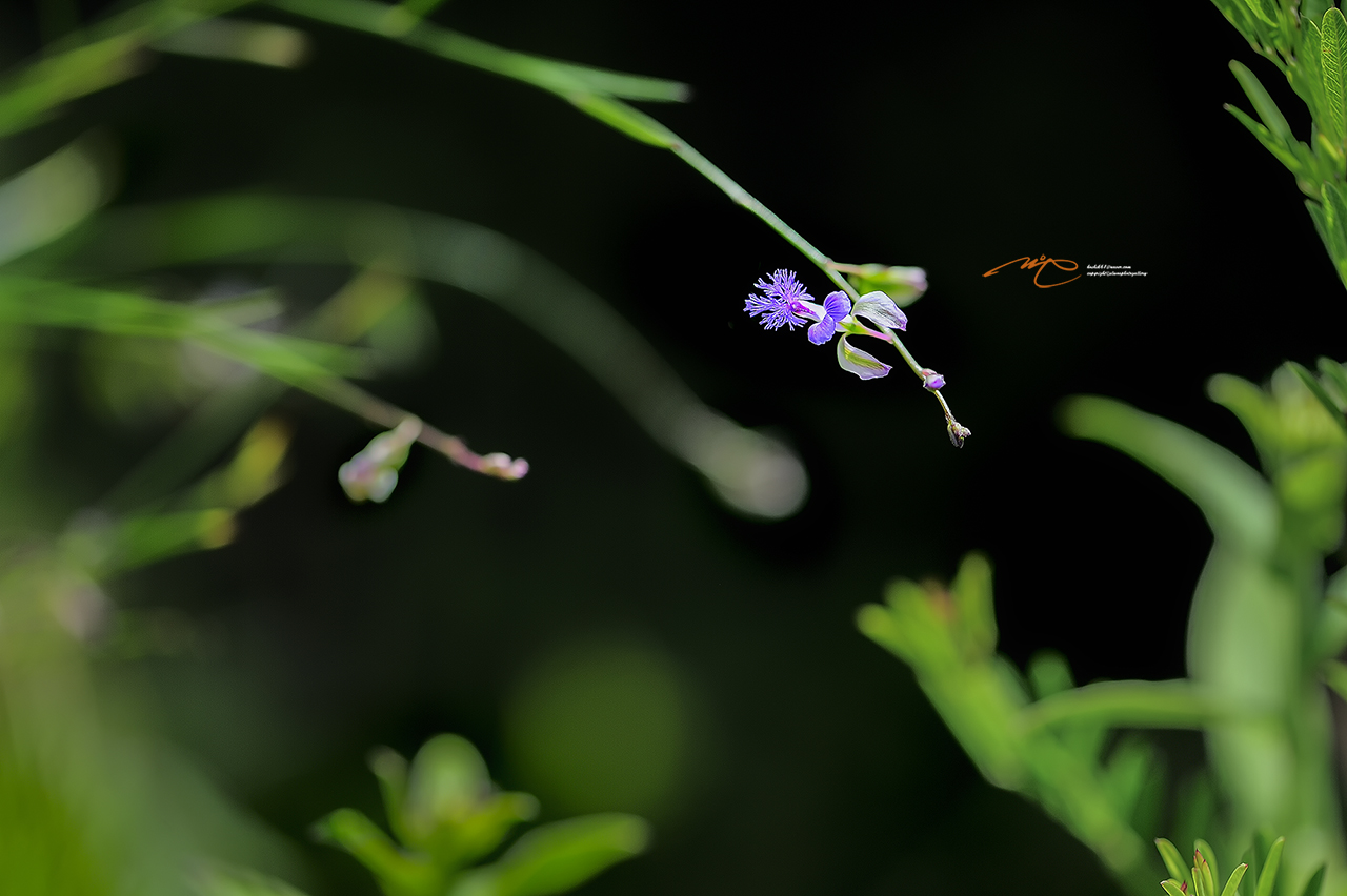 _DSC7188_00001-2.jpg