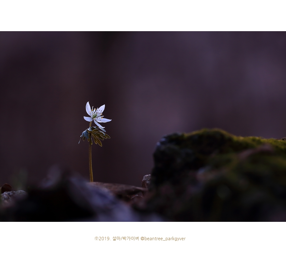 beantree_20190317_6675(fj).jpg