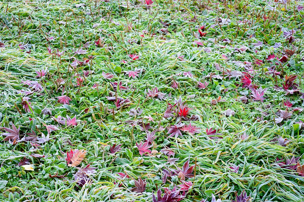 dsc_0247.jpg