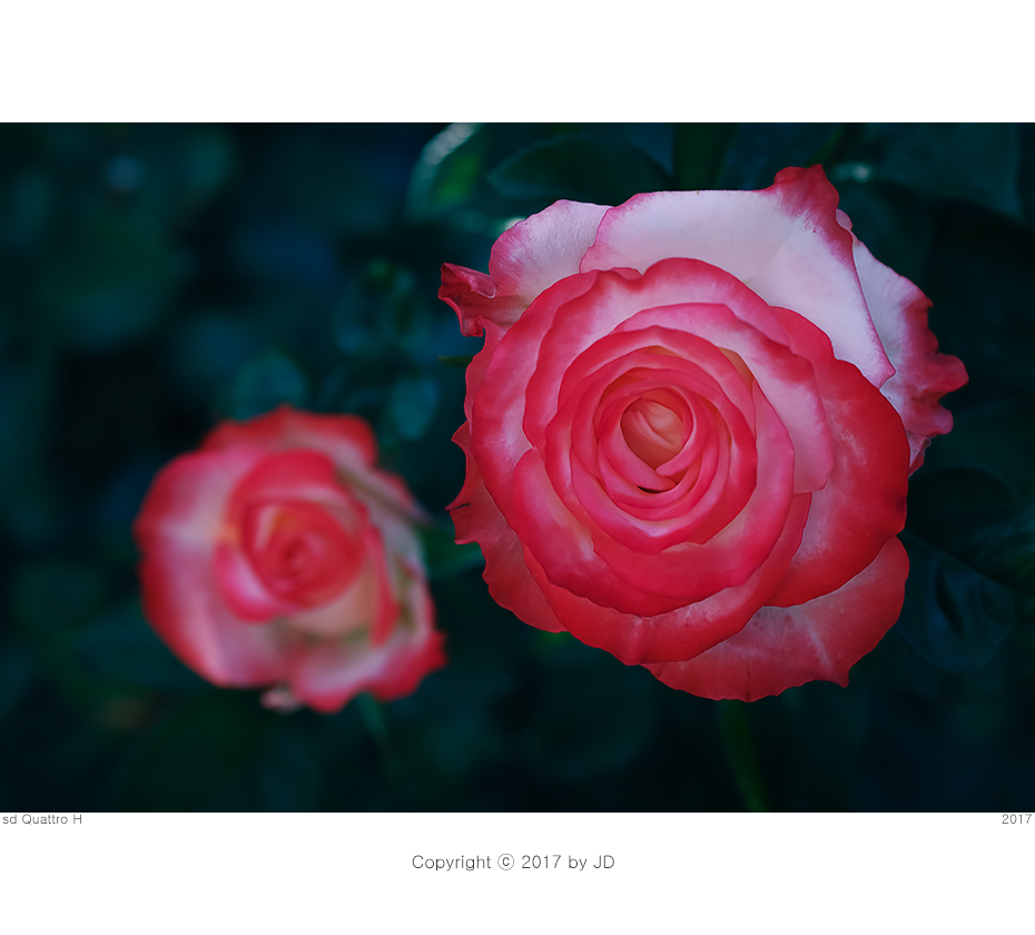 sdqh9478.jpg
