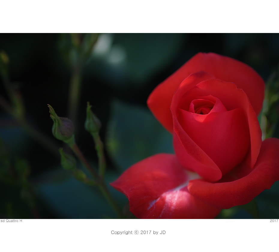 sdqh9472.jpg