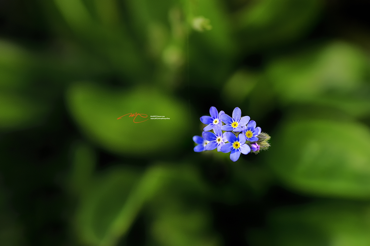 _SMJ0084_00001-3.jpg