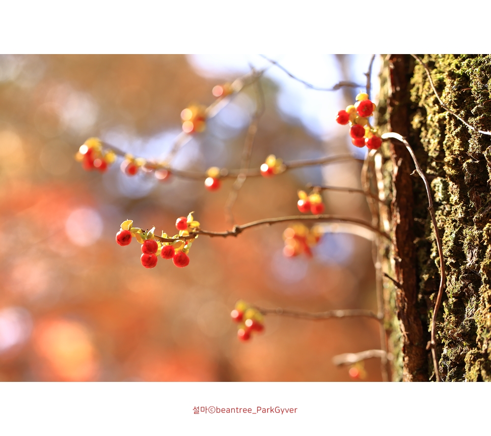 beantreeparkgyver_20171111_3526_fj_.jpg