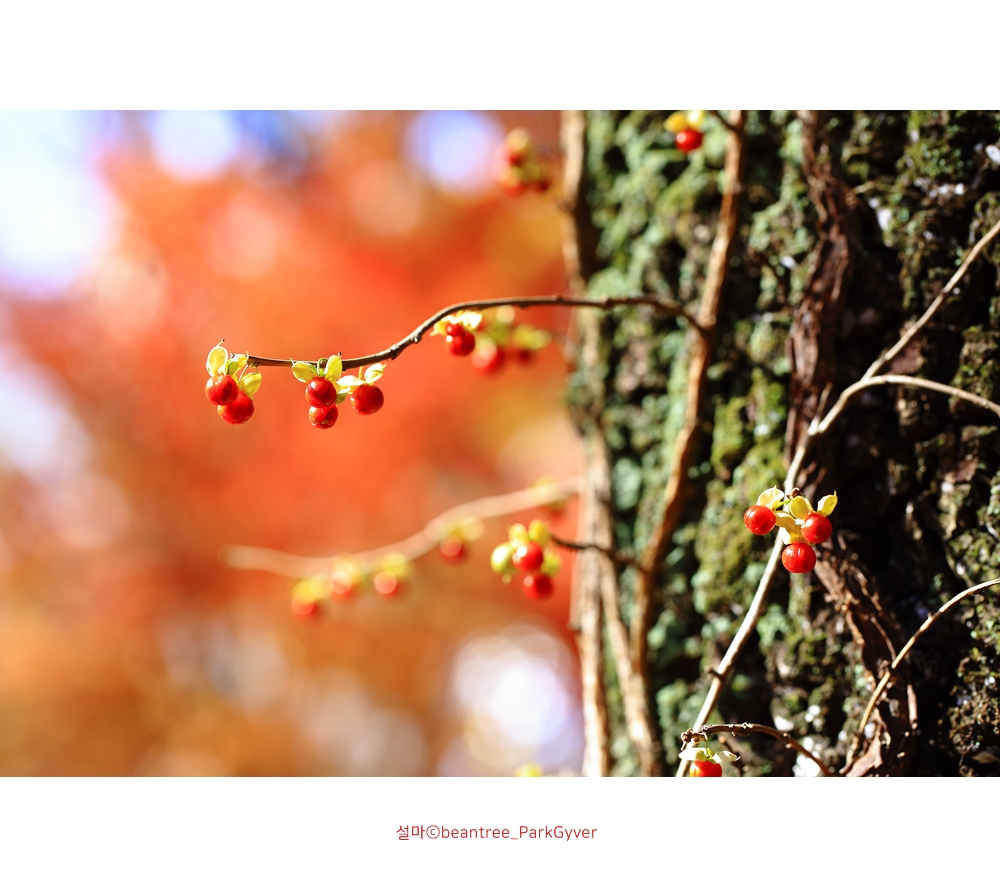 beantreeparkgyver_20171111_3528_fj_.jpg