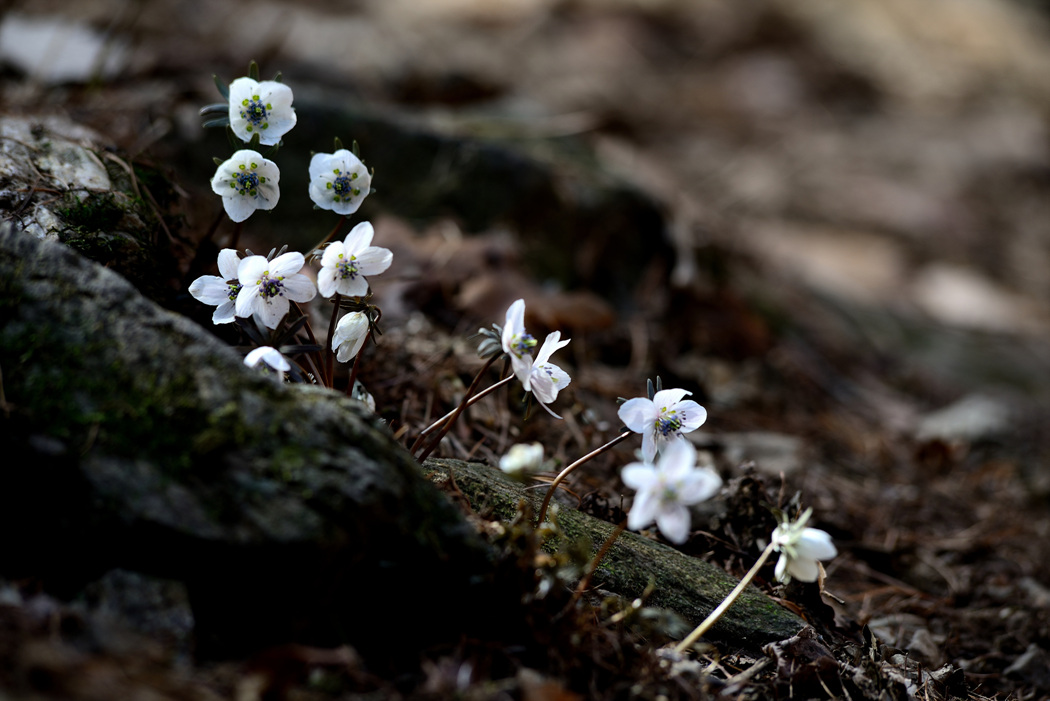 dsc_5965.jpg