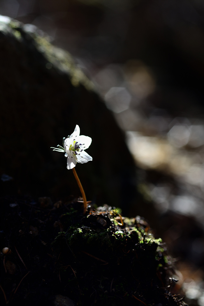 dsc_6012.jpg