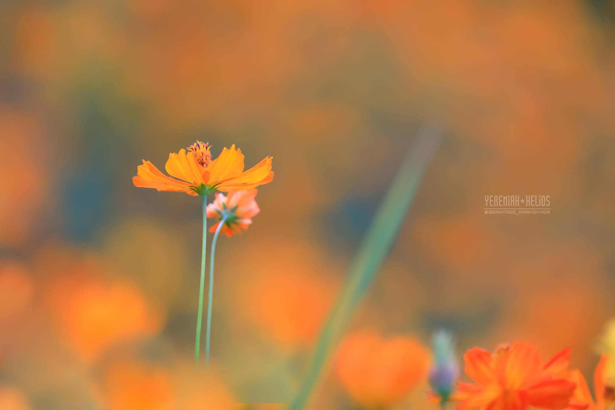 beantree250727_5147(YH)2000.jpg
