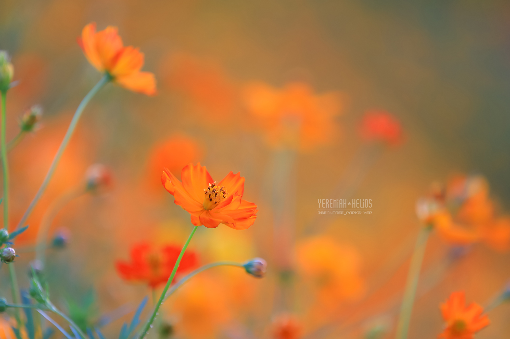 beantree250727_5145(YH)2000.jpg