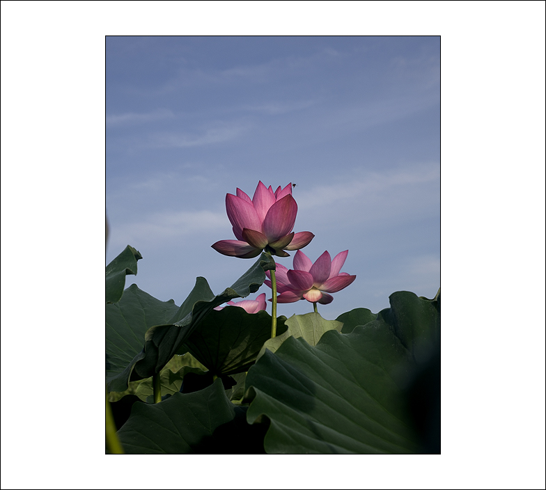 005A7443 복사.jpg