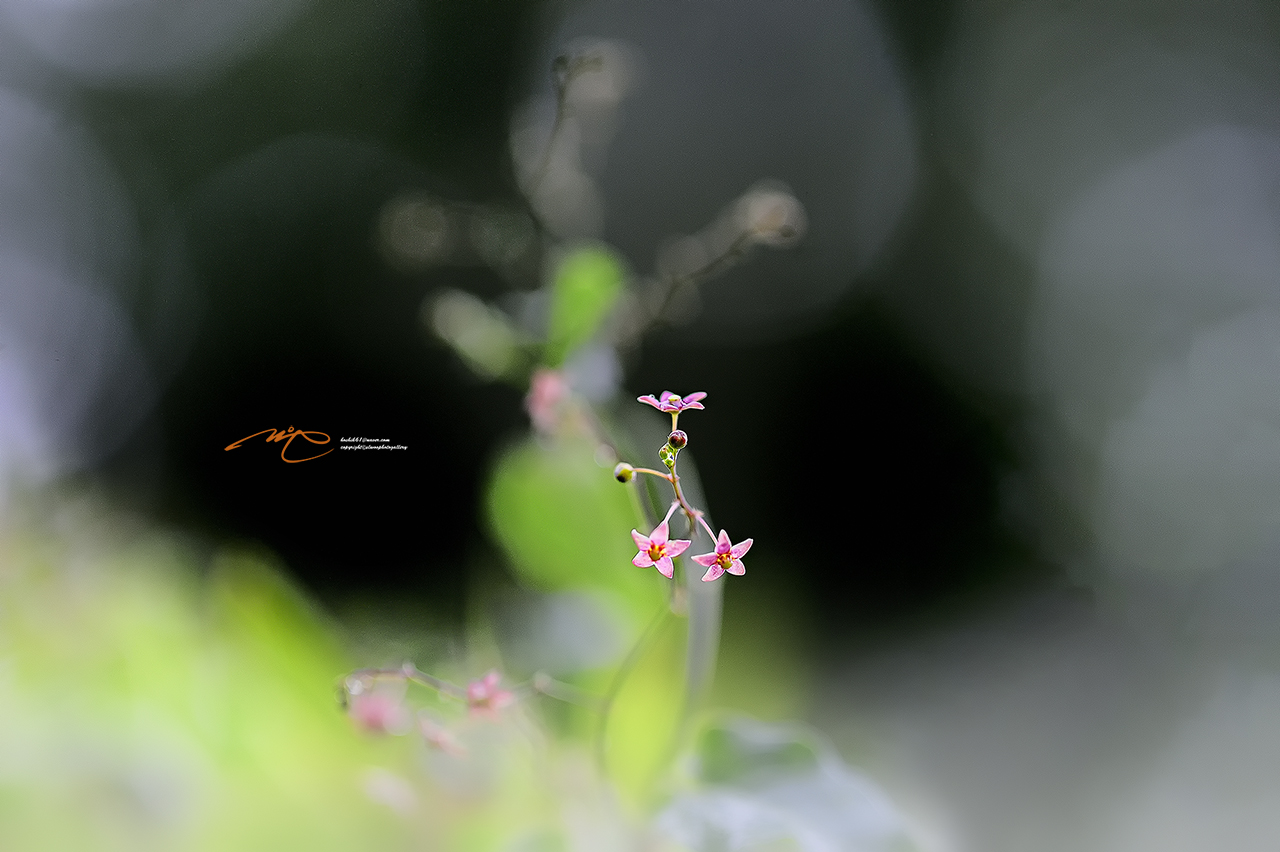 _SMJ4576_00001-3.jpg