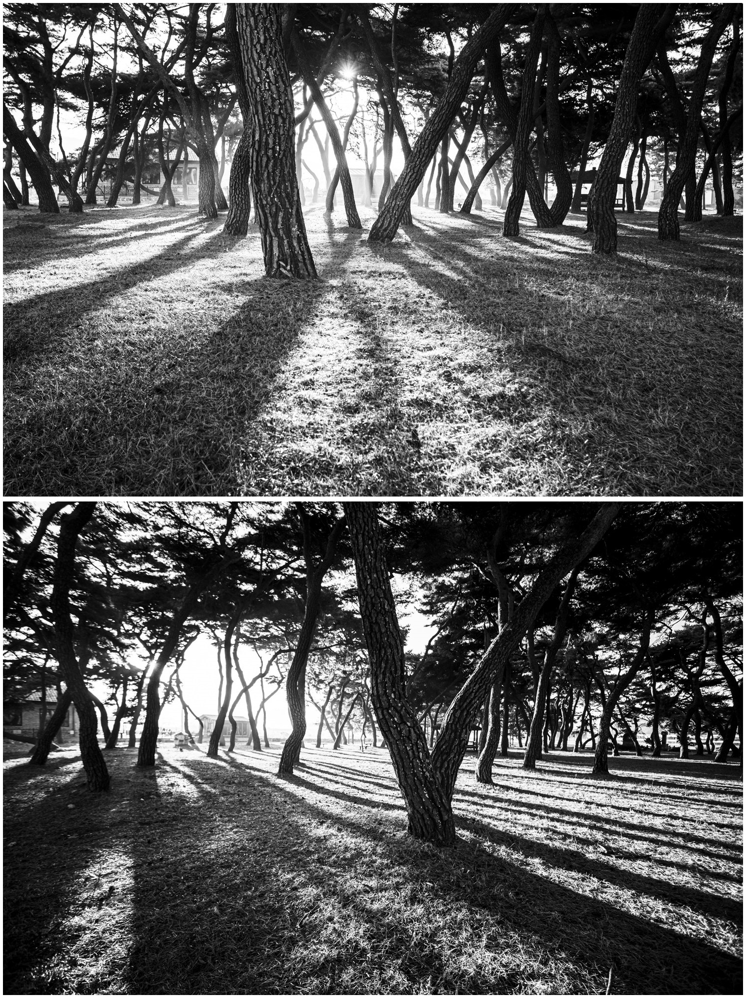 소나무와 그림자.jpg