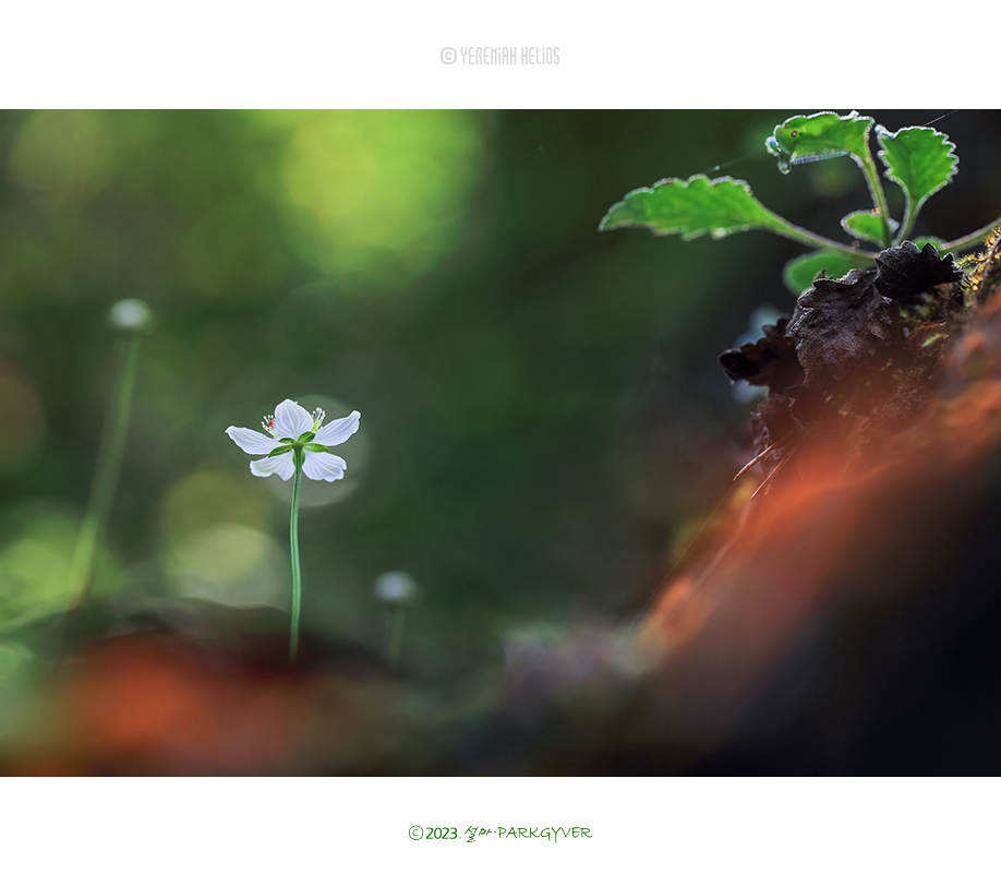 beantree230923_5835(fj)★.jpg