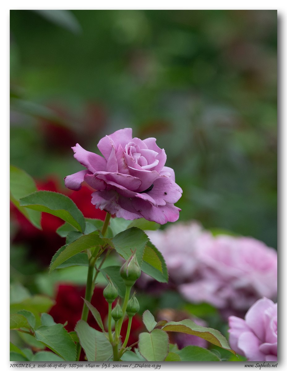 cfa3ce40386545f98cf2b92c4e4e808d.jpg