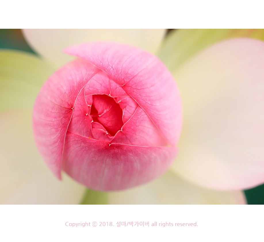 beantree_20180714_7063_fj_.jpg