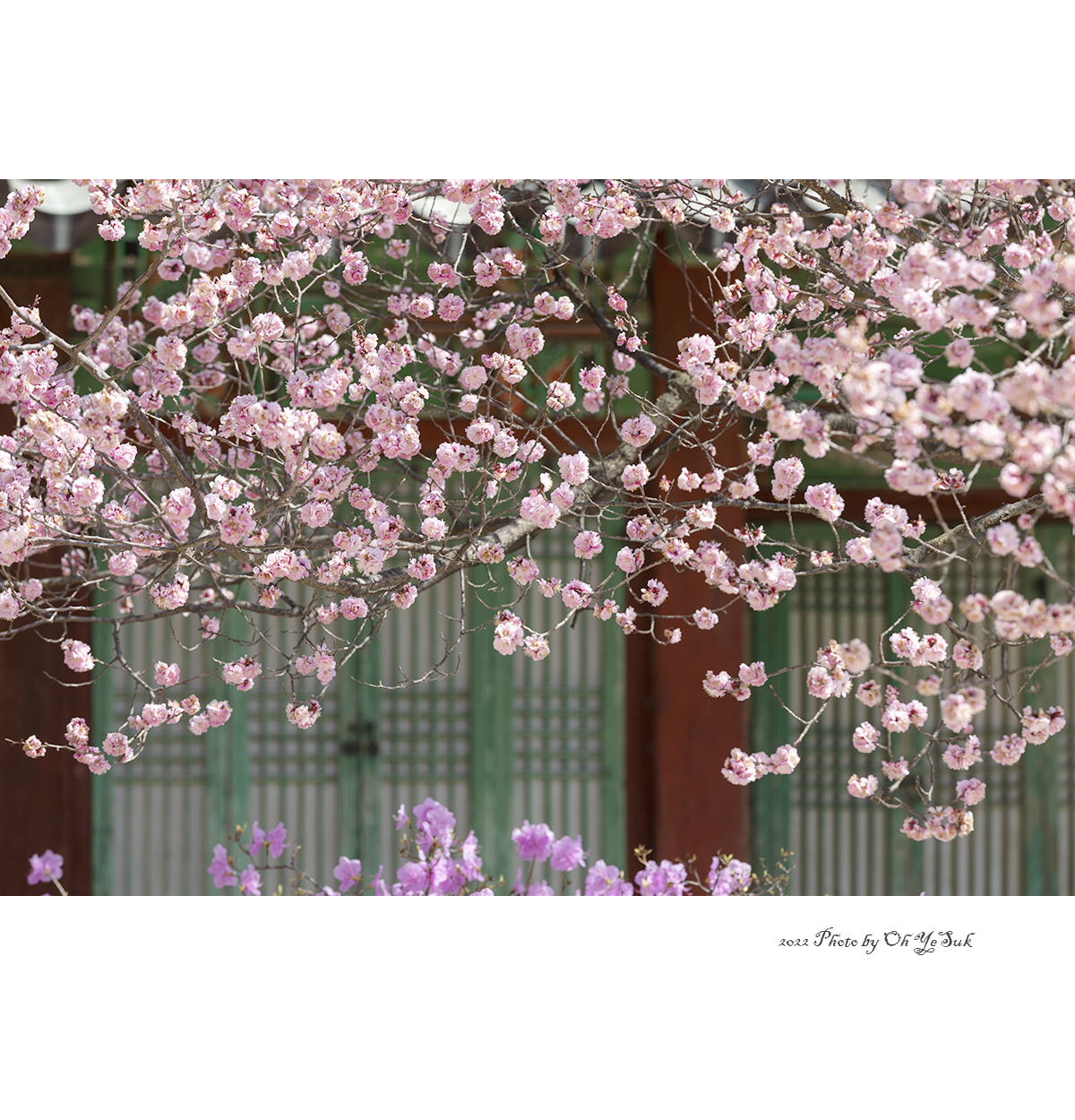 IU5A0062 복사1.jpg