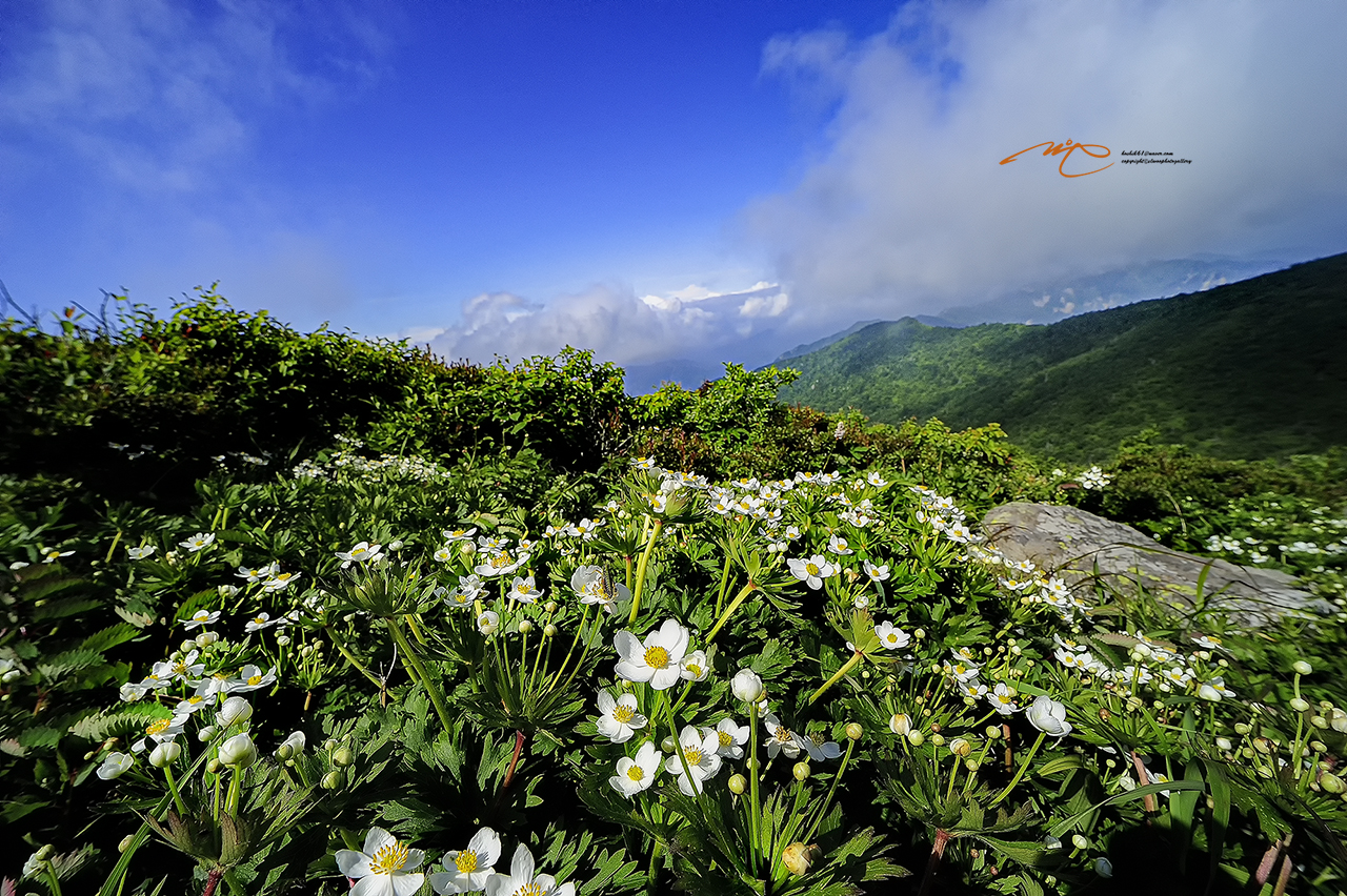 _SMJ1480_00001-3.jpg