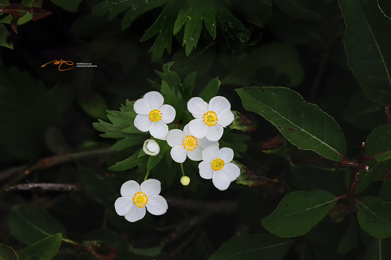_SMJ1625_00001-3.jpg