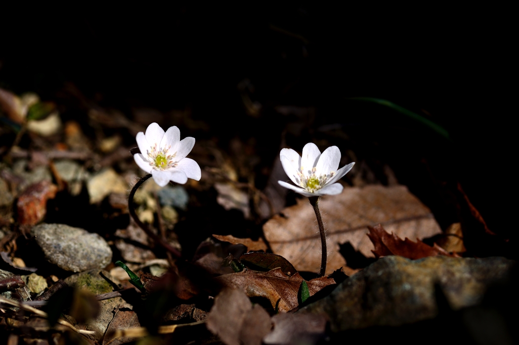 dsc_6331.jpg