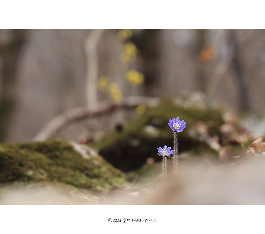beantree230325_6684(fj).jpg