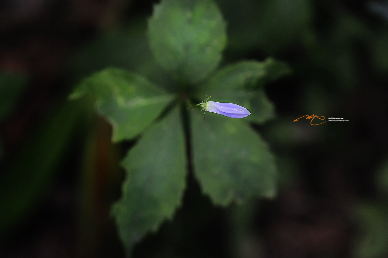 _SMJ7004_00001-3.jpg