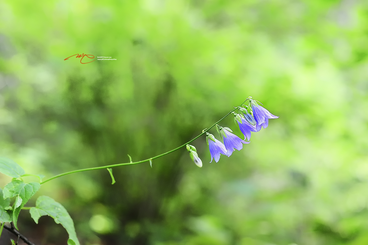 _SMJ6884_00001-3.jpg