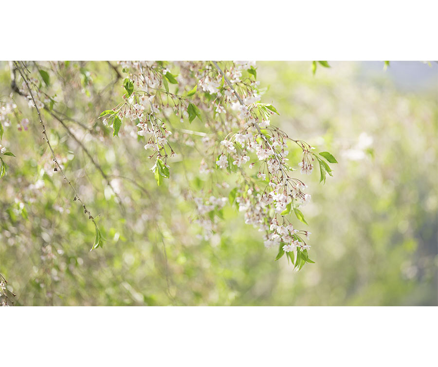 iu5a0394-3-9-1.jpg