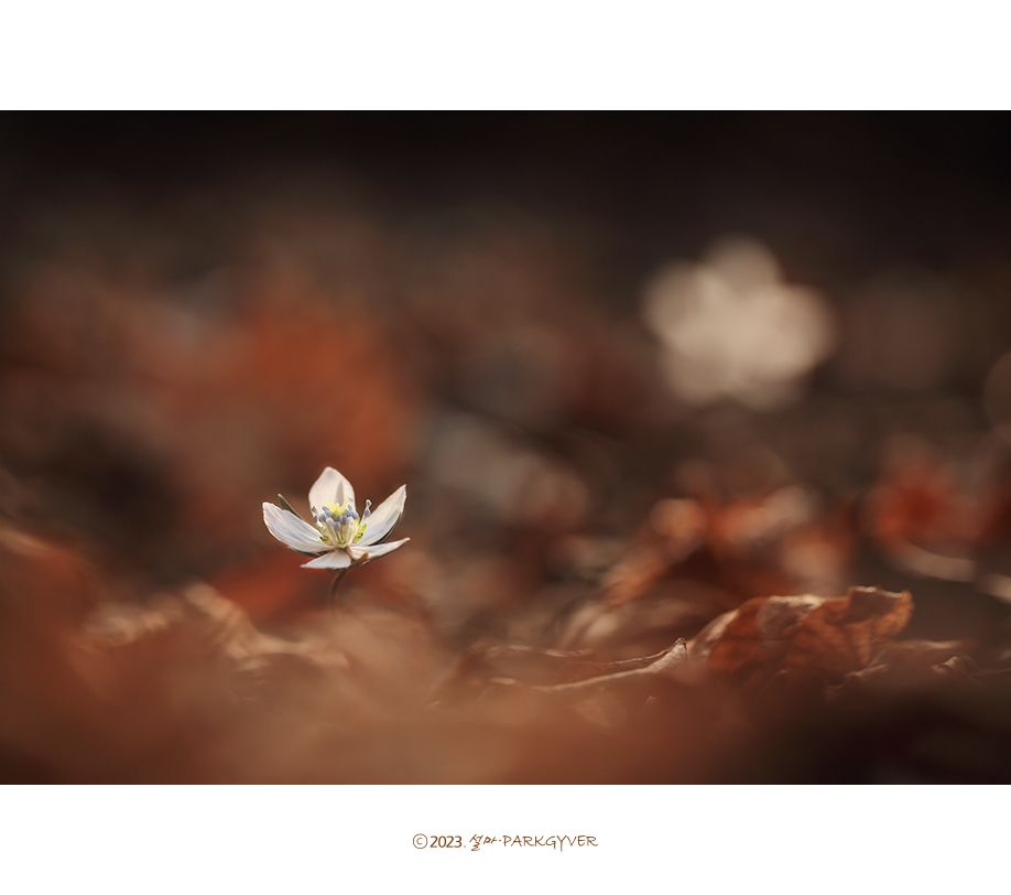beantree230304_5504(fj).jpg