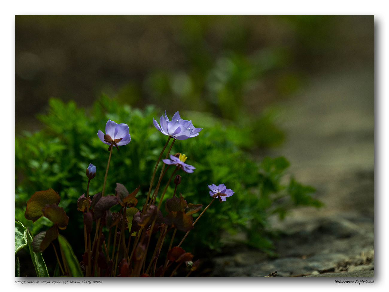_DSC1020-8 copy.jpg