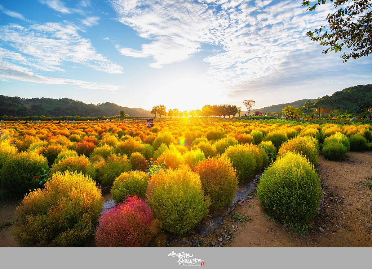 댑사리 흰낙_01.jpg