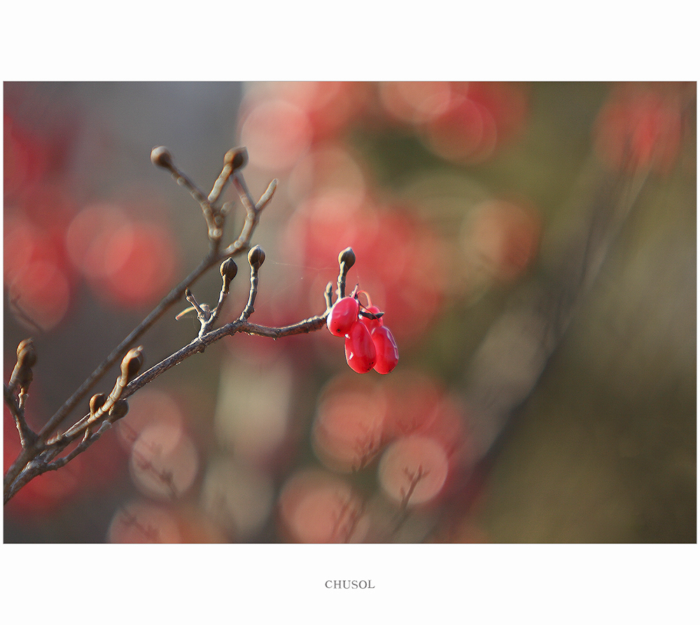 _mg_6808.jpg