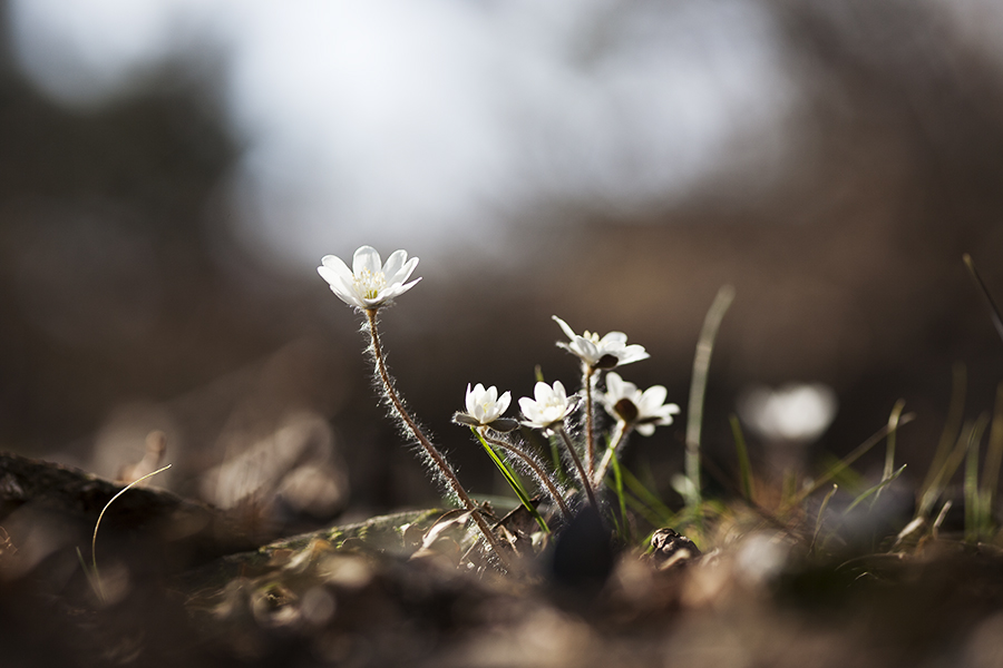 _mg_0501.jpg