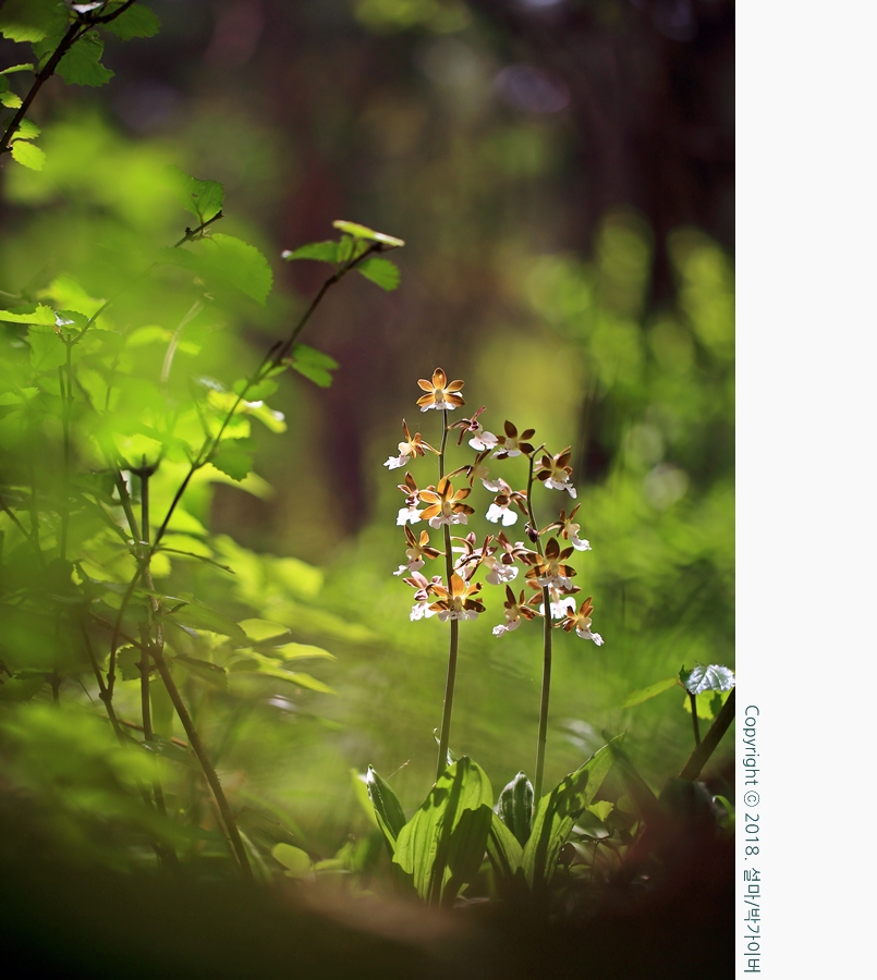 beantreeparkgyver_20180505_1500_3x4_fj.jpg