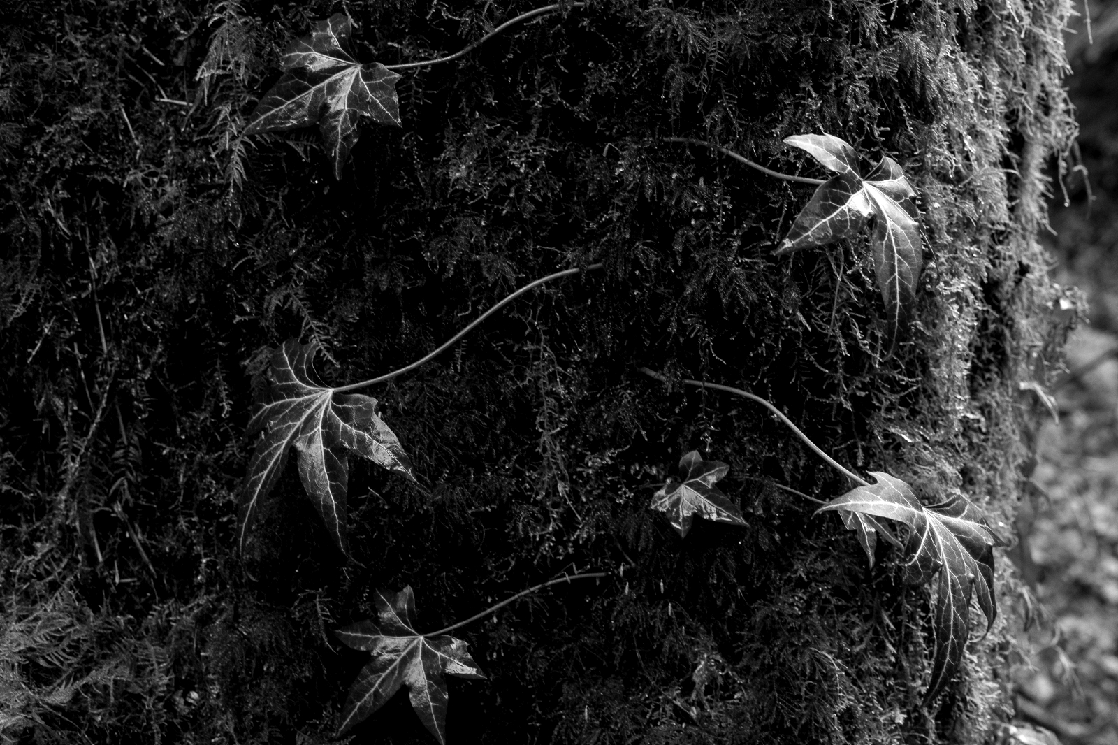 batch_15127726_as_smart_object-1bw.jpg