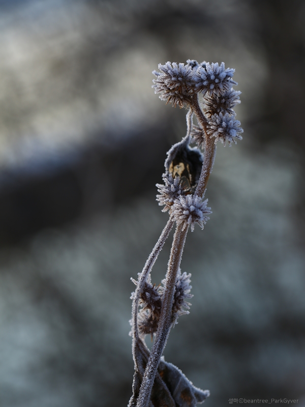 beantreeparkgyver_20171125_3765_fj_.jpg