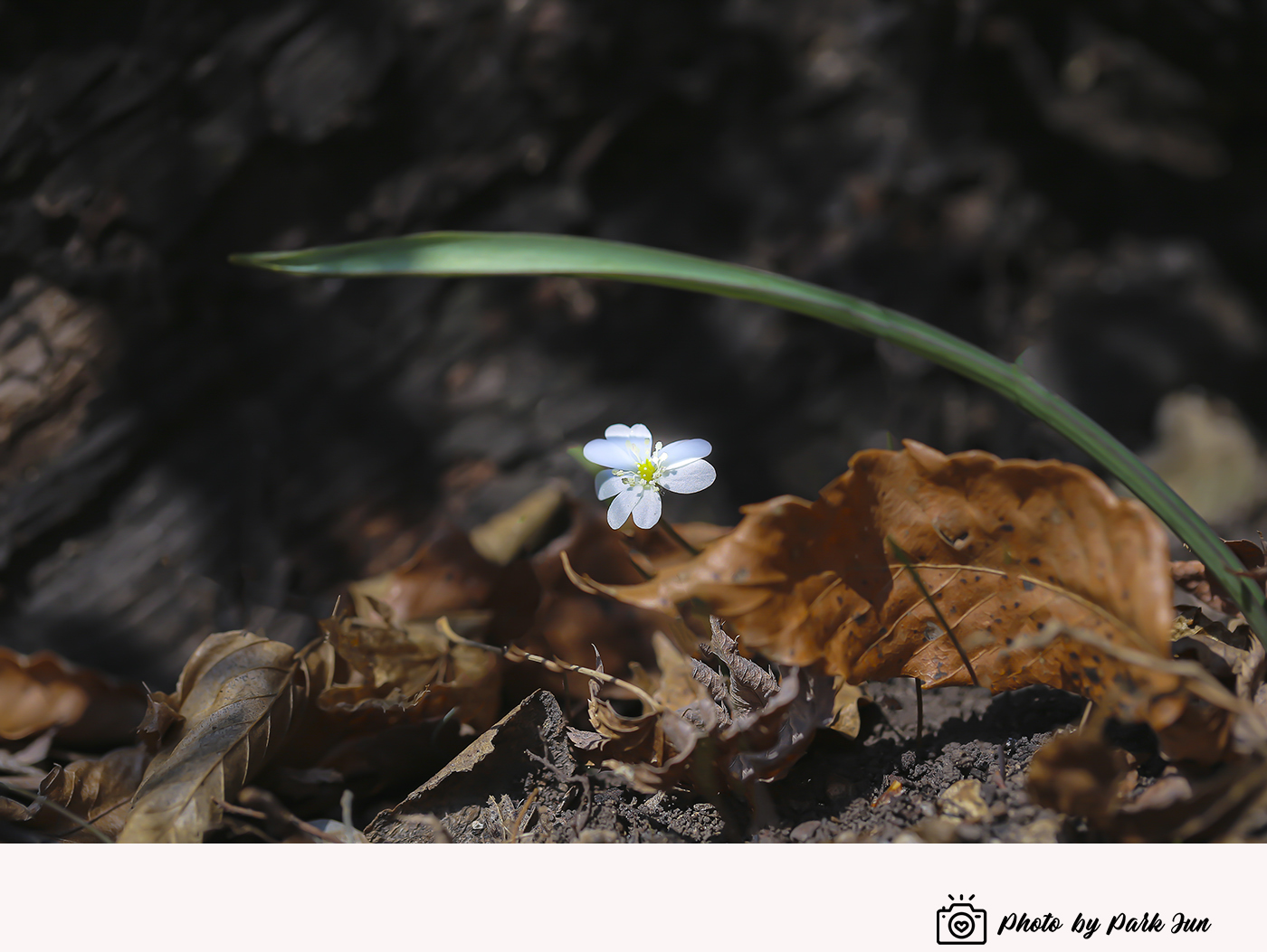 D55A0142-3.jpg