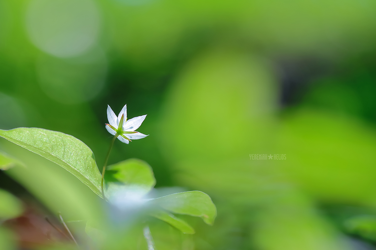 beantree250531_371kb.jpg