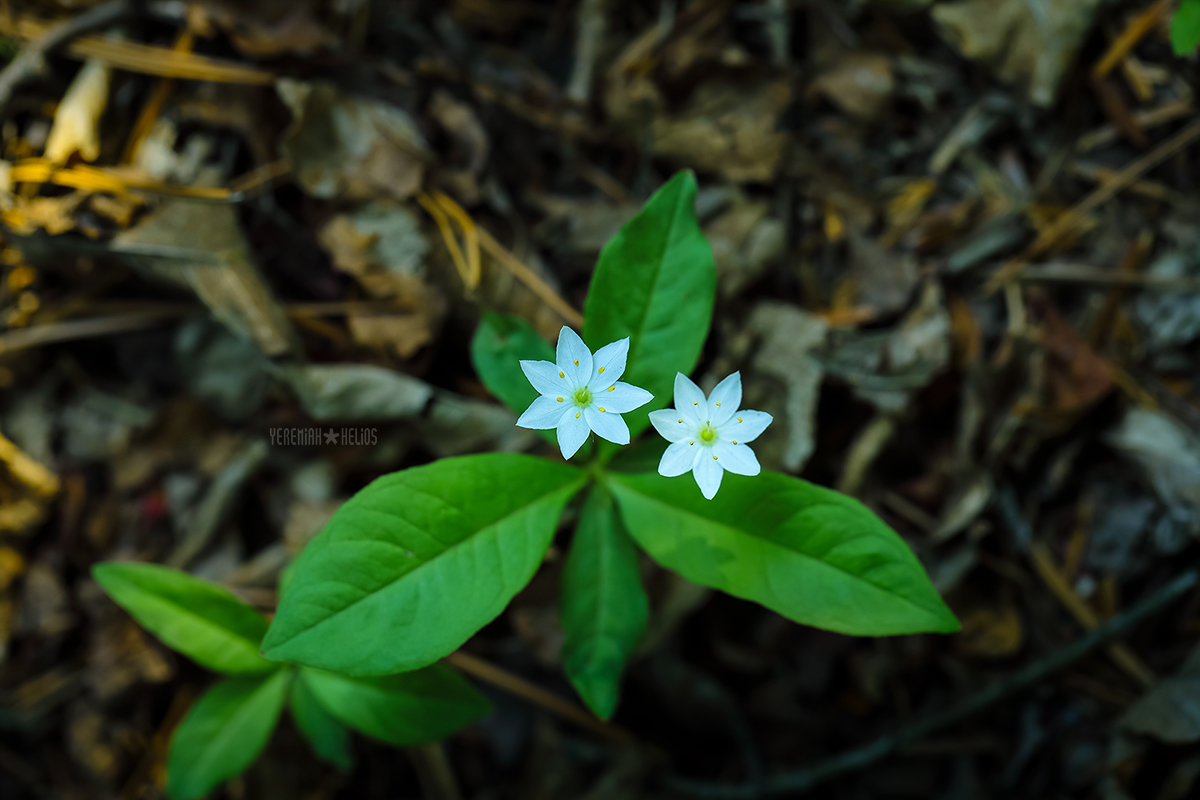 beantree250531_486kb.jpg